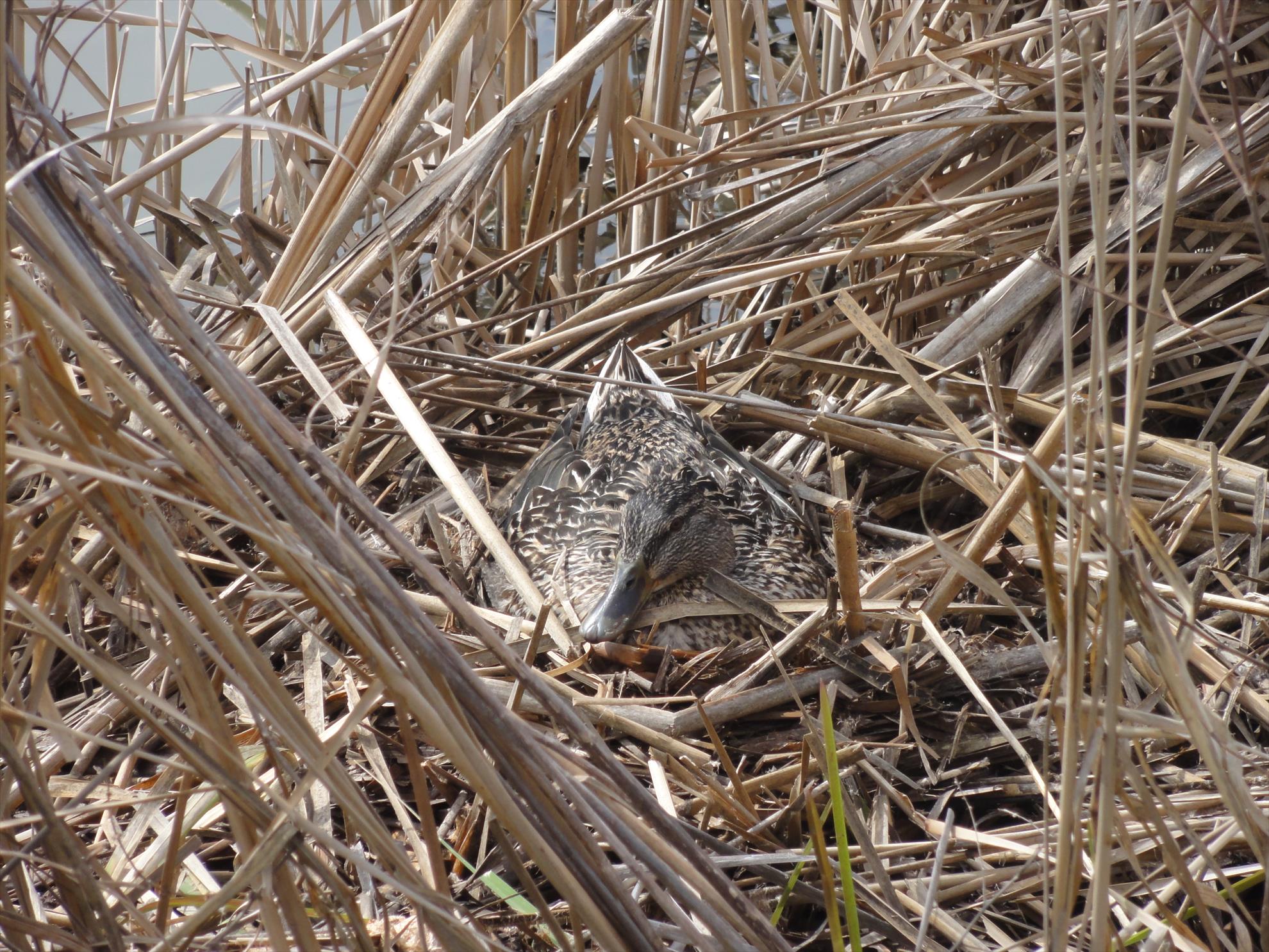 Aprilie 2013 - Harsany Aprilie 2013